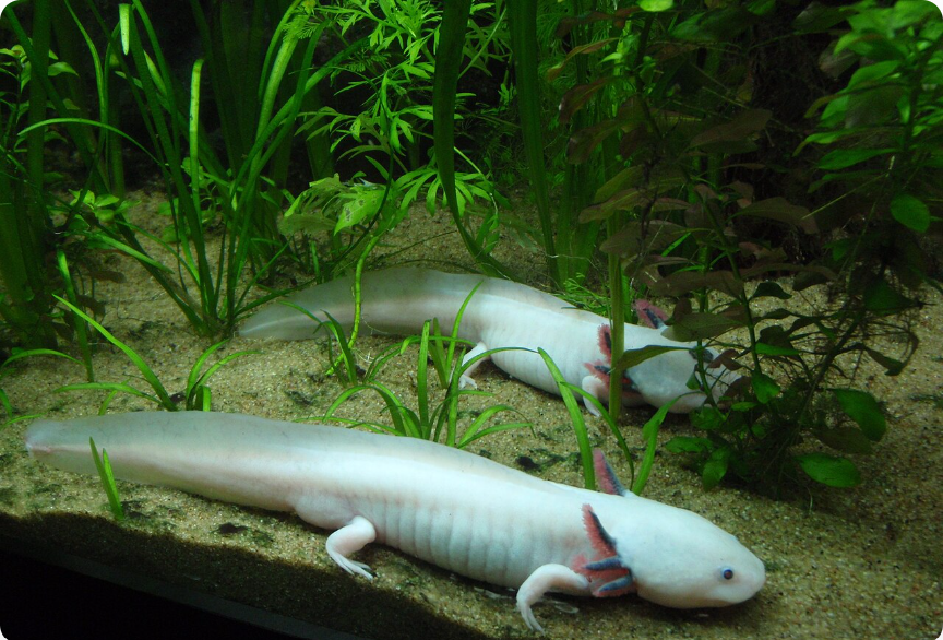 Everything You Need to Know About an Axolotl
